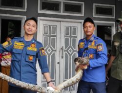 Aksi Kilat Damkar Pemalang, Ular Sanca dari Rumah Warga Ditangkap dalam 14 Menit