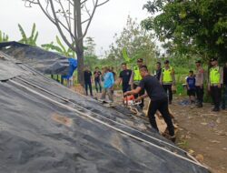 Polisi Tindak Cepat Dugaan Judi Sabung Ayam di Sikandang, Arena Dibongkar dan Dimusnahkan